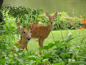 deer